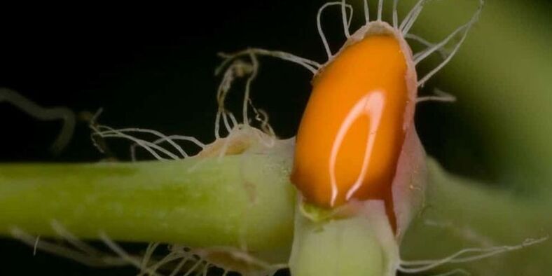 Jus de chélidoine pour traiter la mycose des ongles des pieds